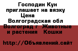 Господин Кун приглашает на вязку › Цена ­ 5 000 - Волгоградская обл., Волгоград г. Животные и растения » Кошки   